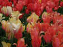 Keukenhof - pastelov tulipny