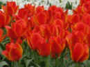 Keukenhof - iariv tulipny