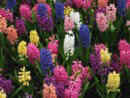 Keukenhof - farebn hyacinty