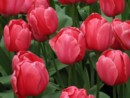 Keukenhof - ruov tulipny