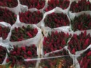 Amsterdam - kvetinov trh